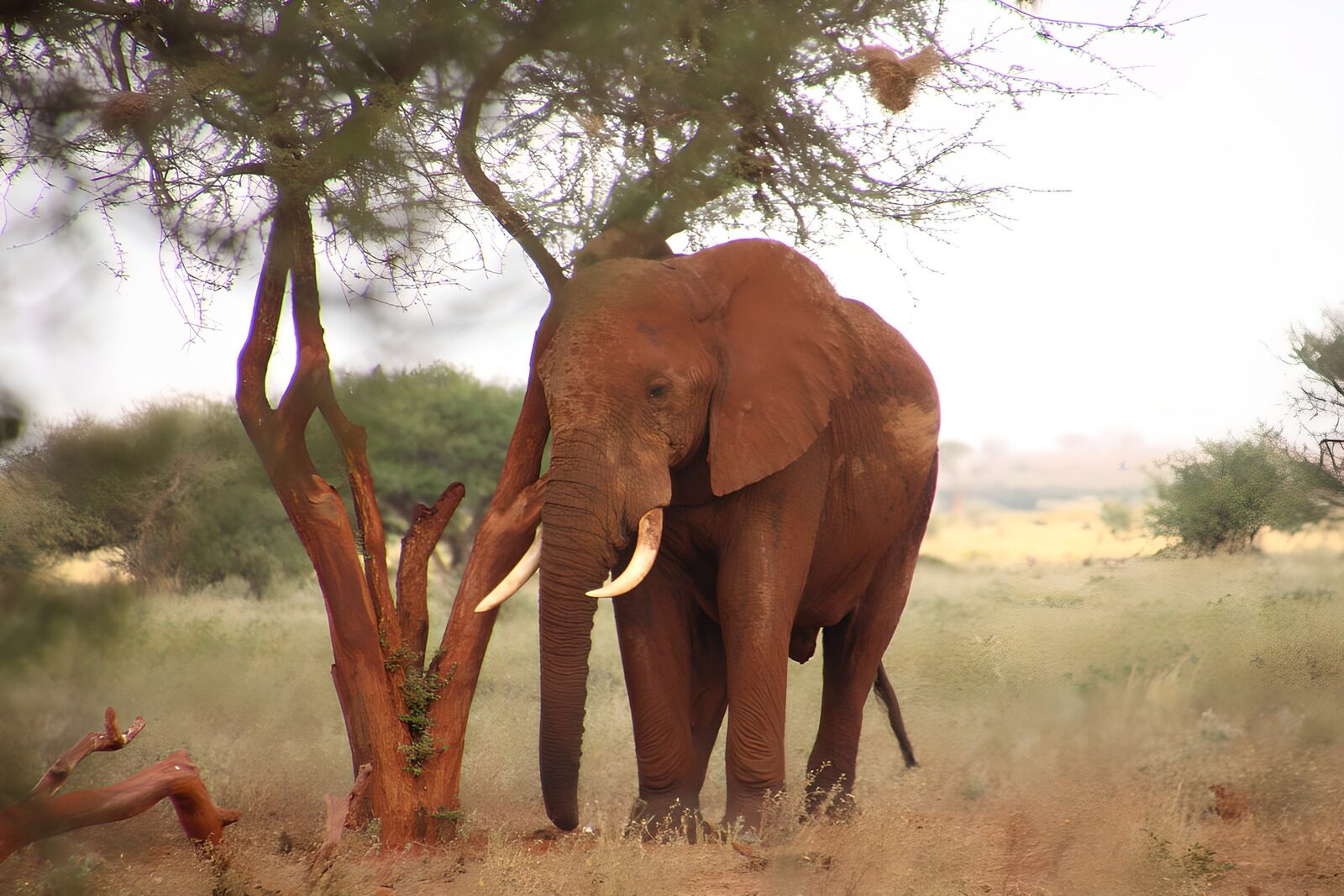 TPDE31119: Majestätischer Elefant unter einem Baum