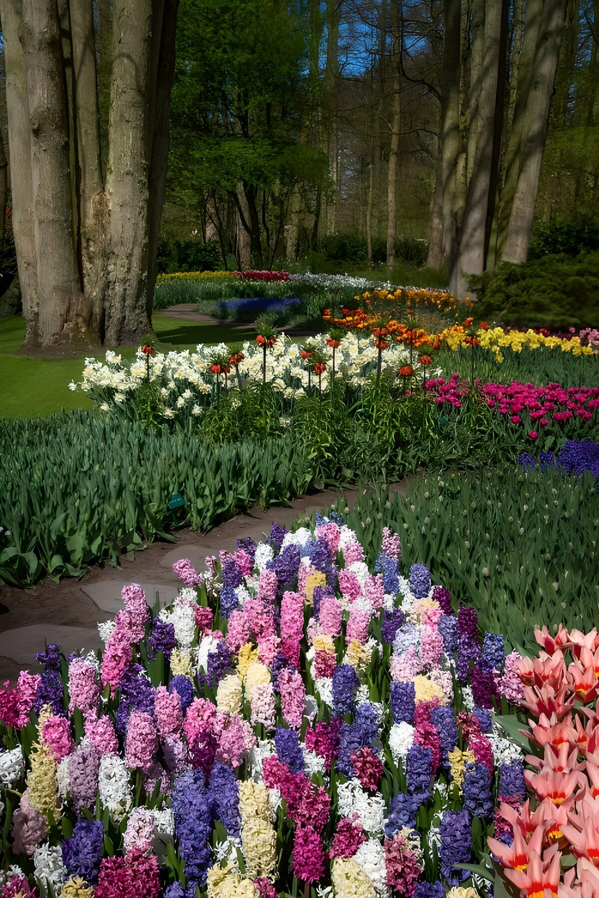 TPDE81173: Farbenfrohe Blütenpracht im Garten