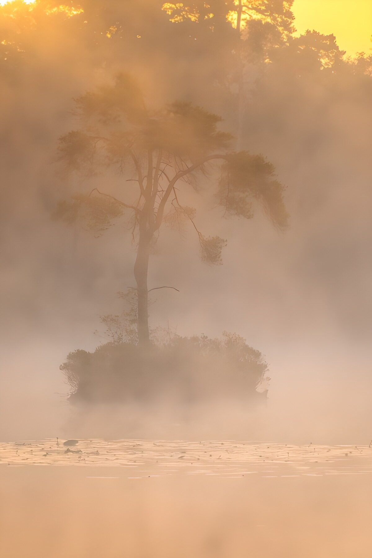 Einsame Bauminsel im Nebel