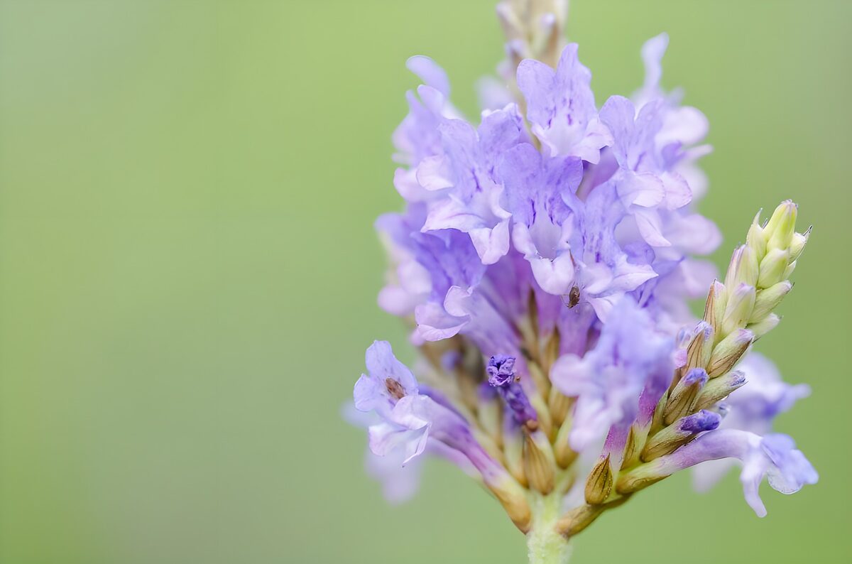 TPDE80697: Blüte in Blautönen