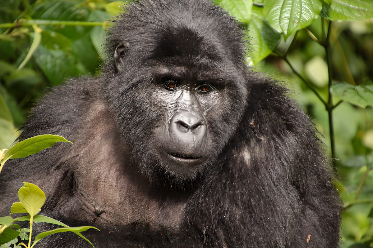 TPDE28965: Gorillas im Dschungel