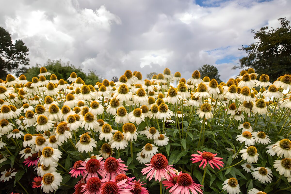 TPDE99246: Blütenpracht im Garten