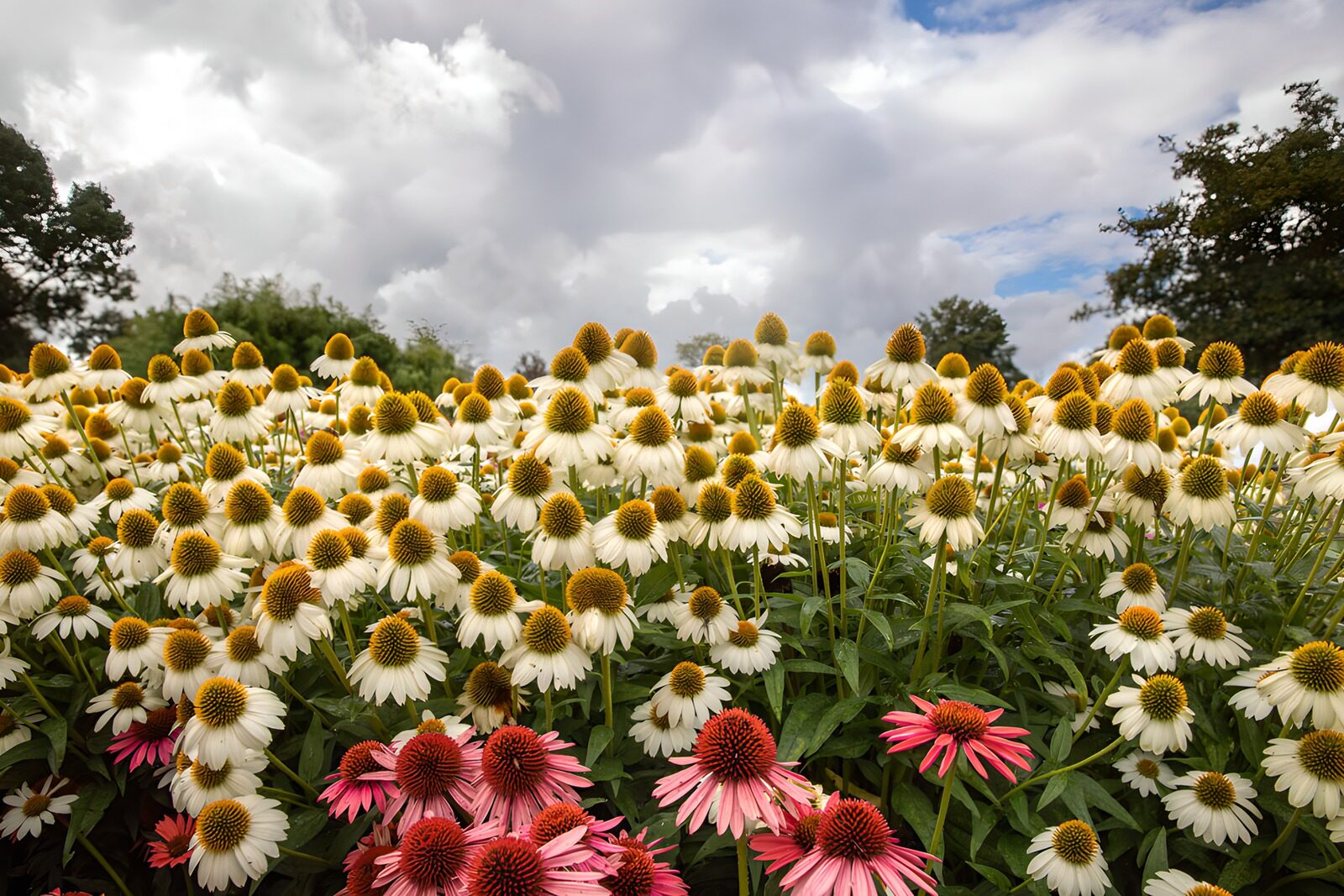 TPDE99246: Blütenpracht im Garten