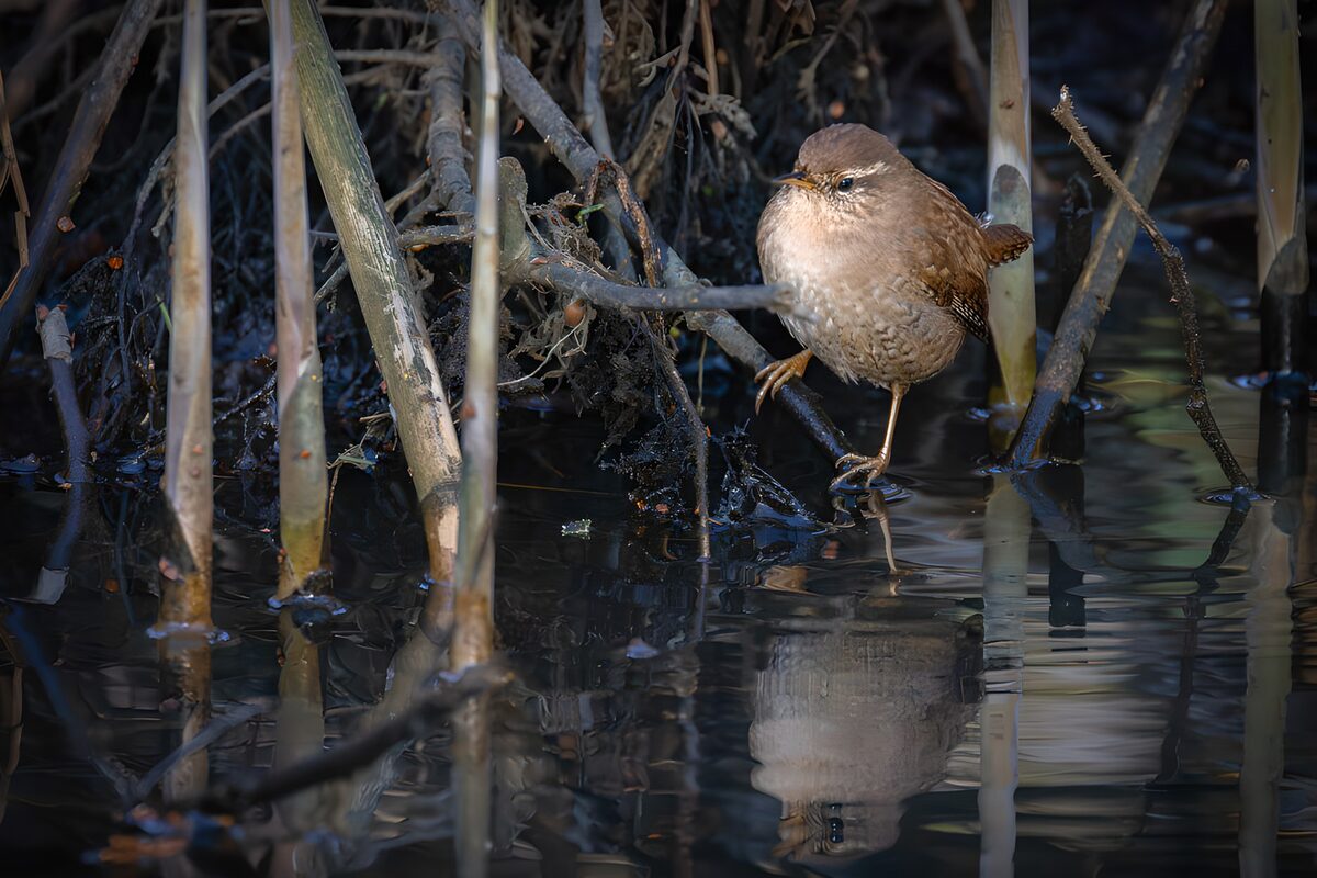 TPDE82835: Wasseramsel am Ufer