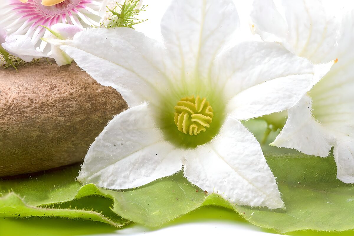 weiße Blüten  zwischen Steinen in einer Wellness Oase