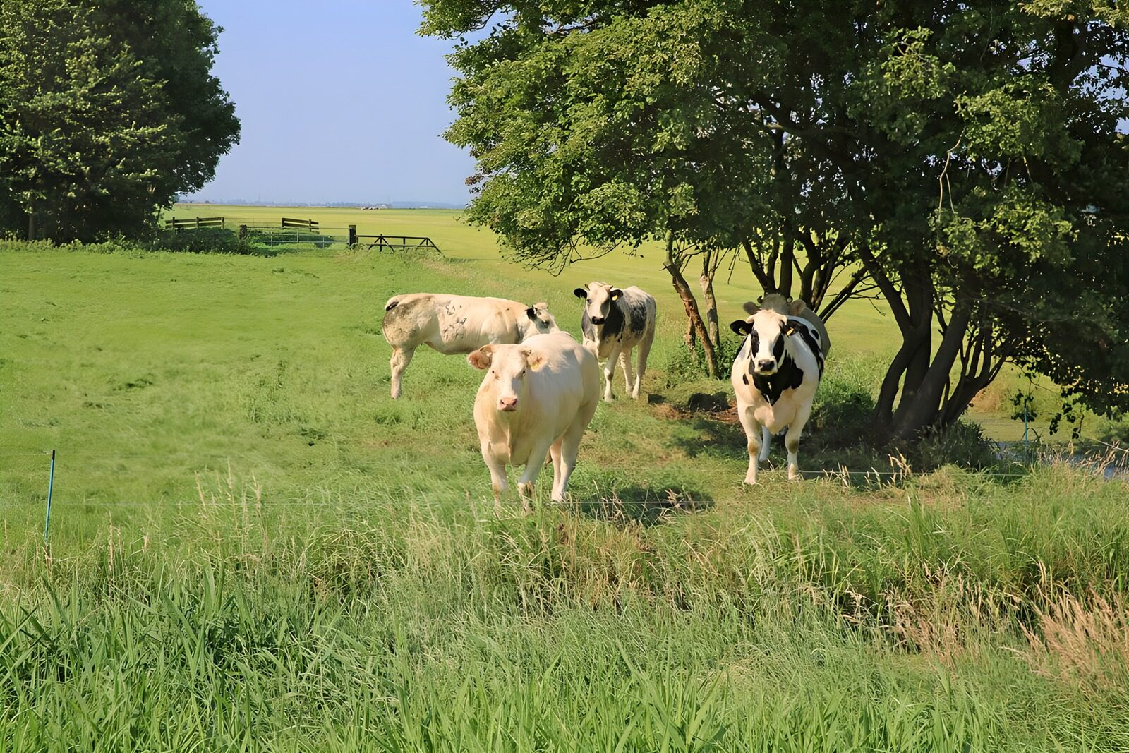 TPDE89381: Kuhherde auf der Weide bei einem Baum