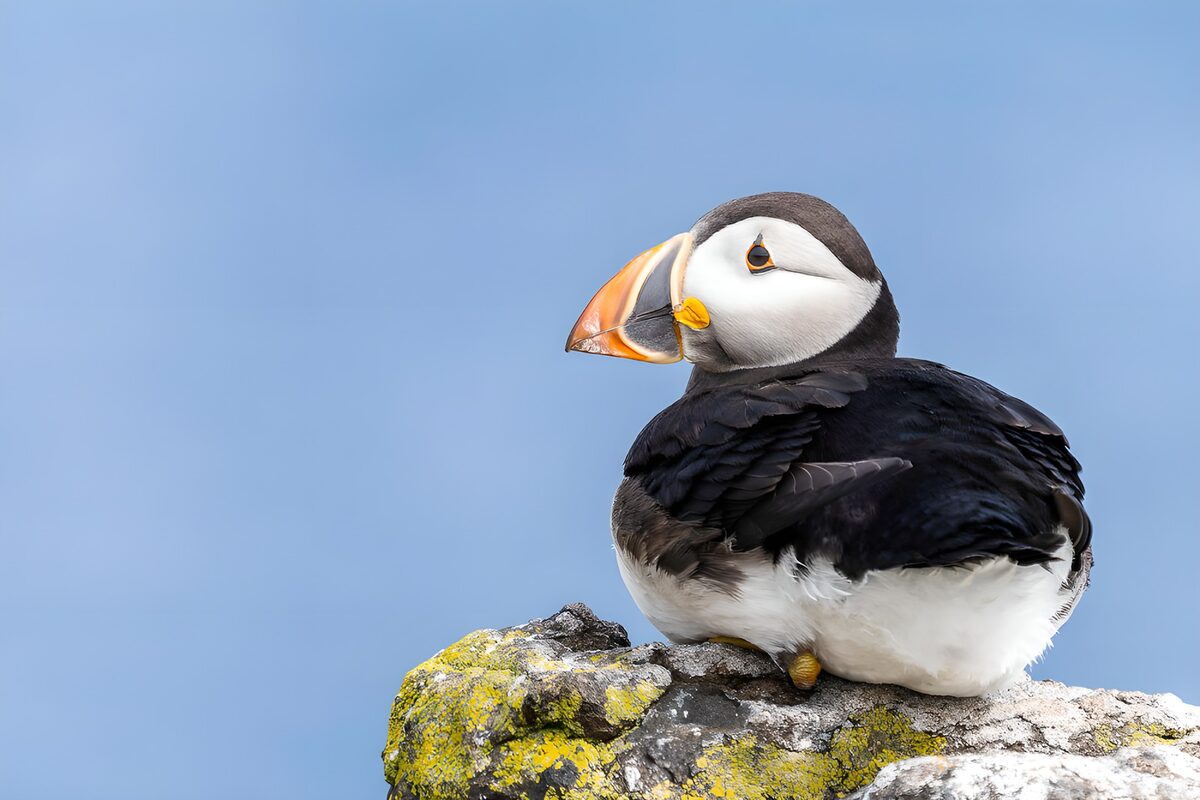 TPDE27636: "Puffin auf einem Felsen am Meer"
