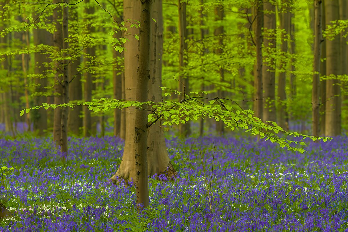 TPDE90538: Blühender Wald mit blauen Blumen