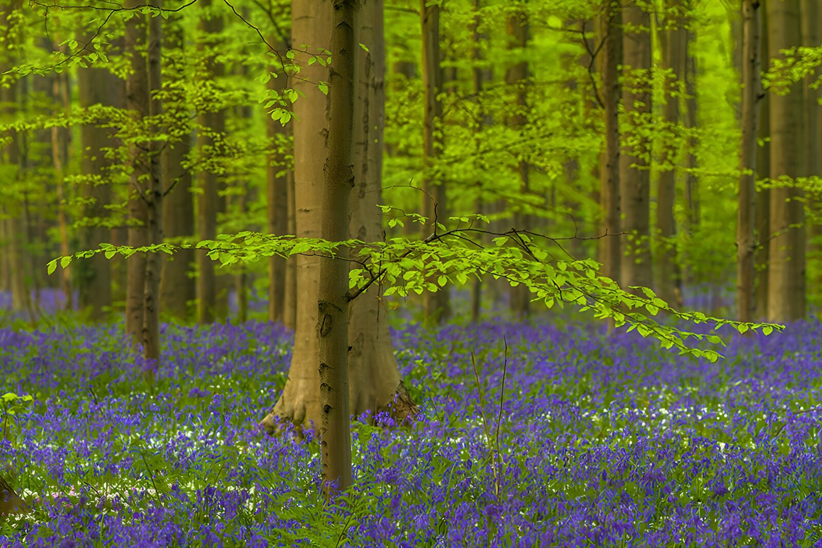 TPDE90538: Blühender Wald mit blauen Blumen