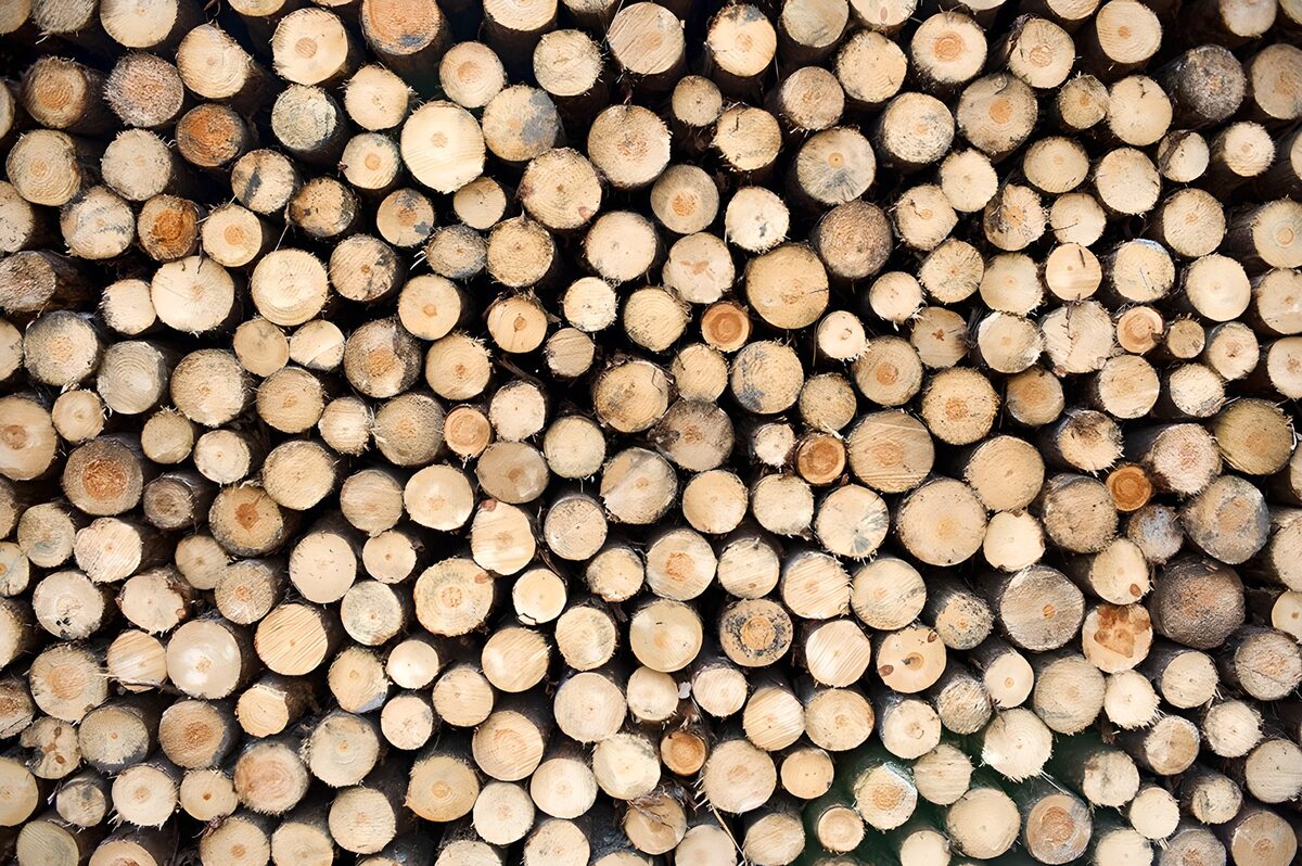 TPDE89440: gefälltes Holz gelagert für den Winter