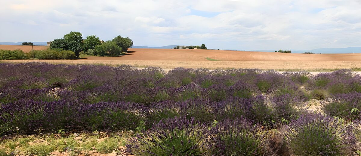 Lavendel in einer dürren Landschaft