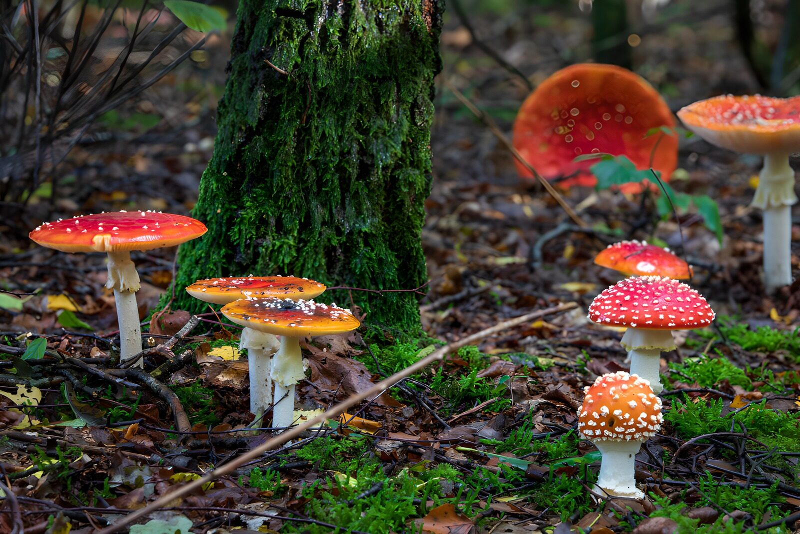 TPDE50860: Bunte Fliegenpilze im Wald