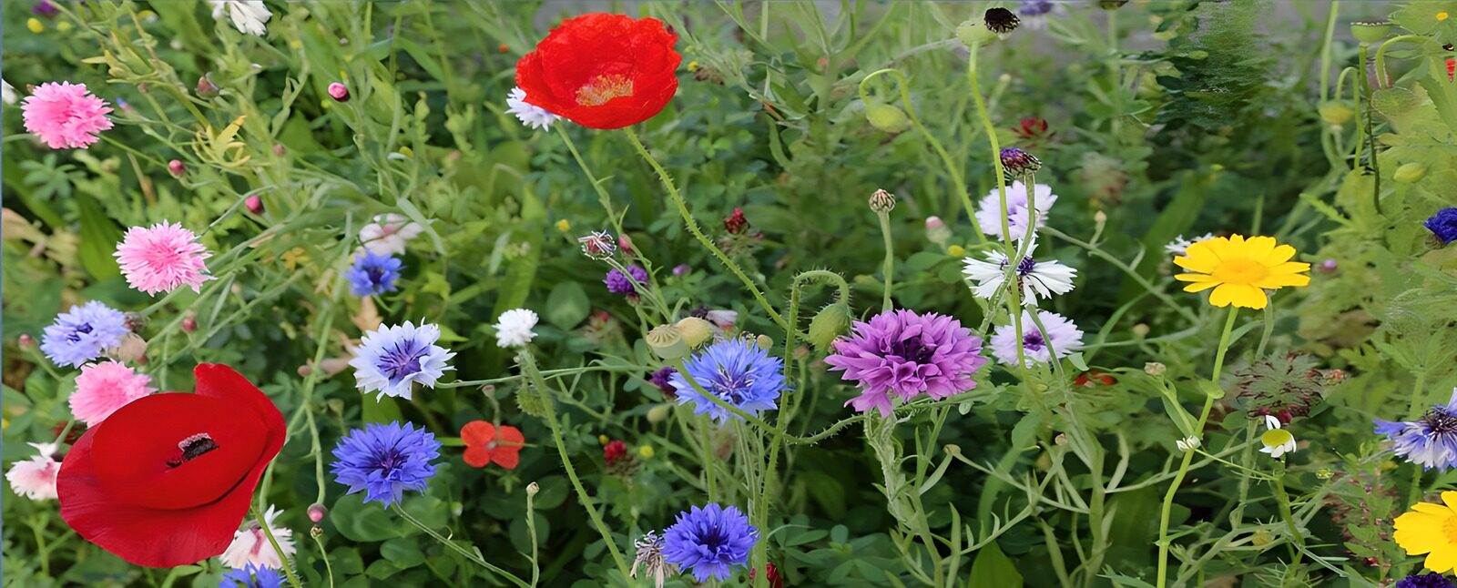 TPDE90092: Unterschiedliche blaue, rote und gelbe Wildblumen