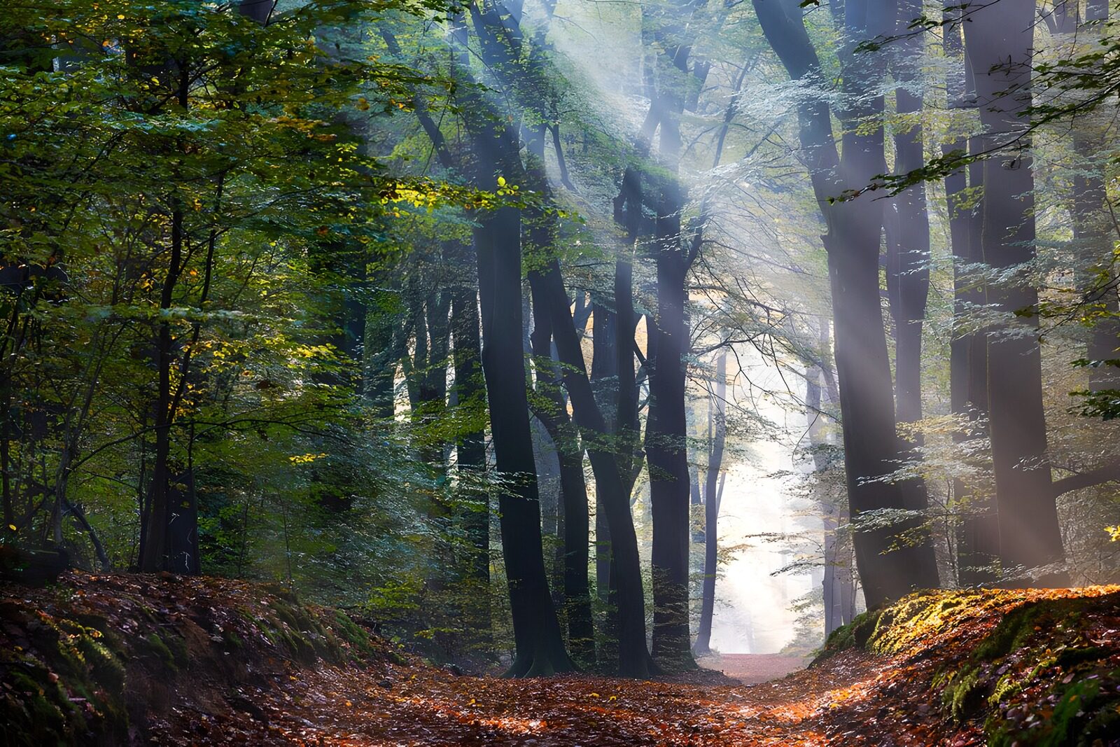 TPDE15996: Lichtbüschel auf einen Waldpfad im Speulderwald 2