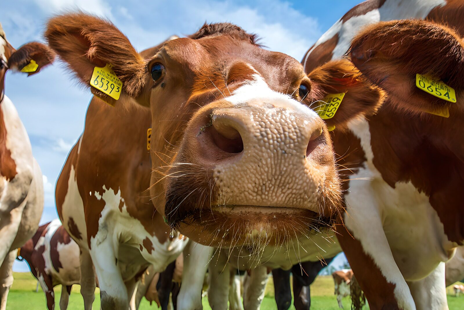 TPDE58538: Neugierige Kuh auf der Wiese