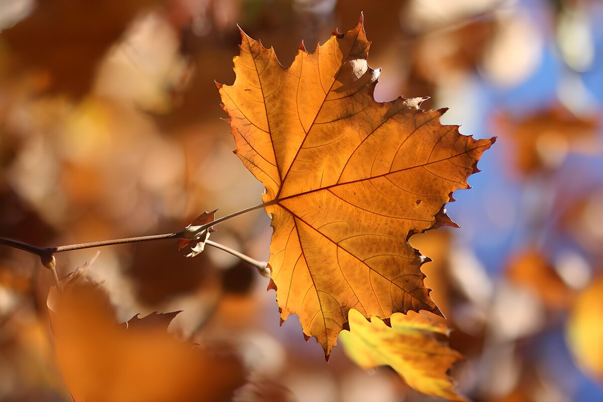 braungelb verfärbtes Blatt einer Birke