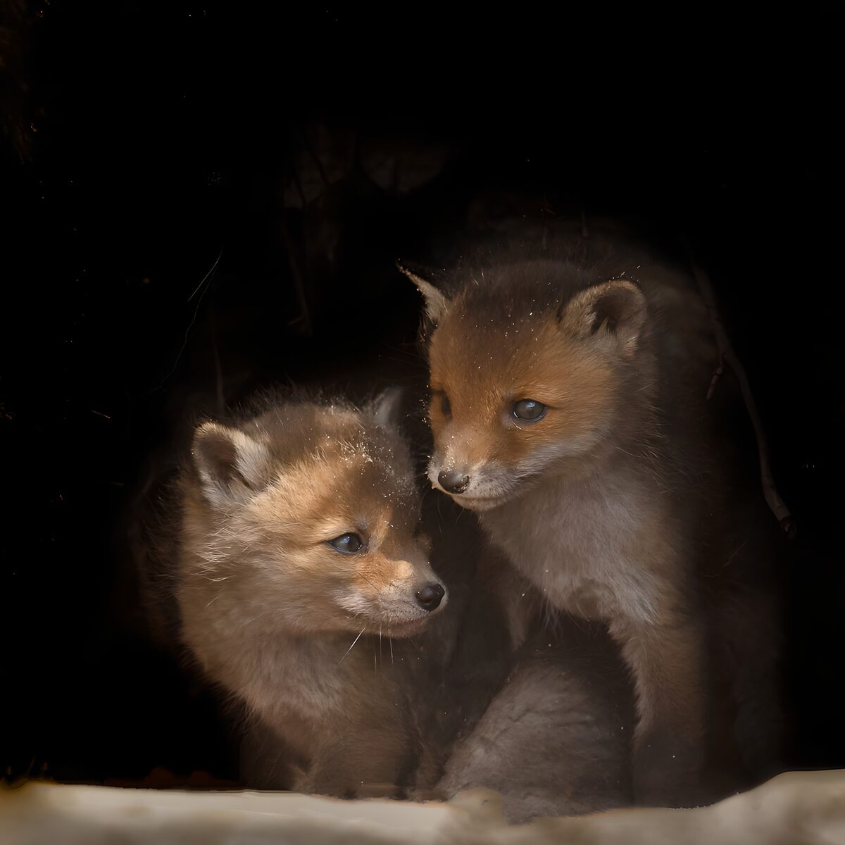 TPDE98855: Fuchs-Welpen entdecken die Welt