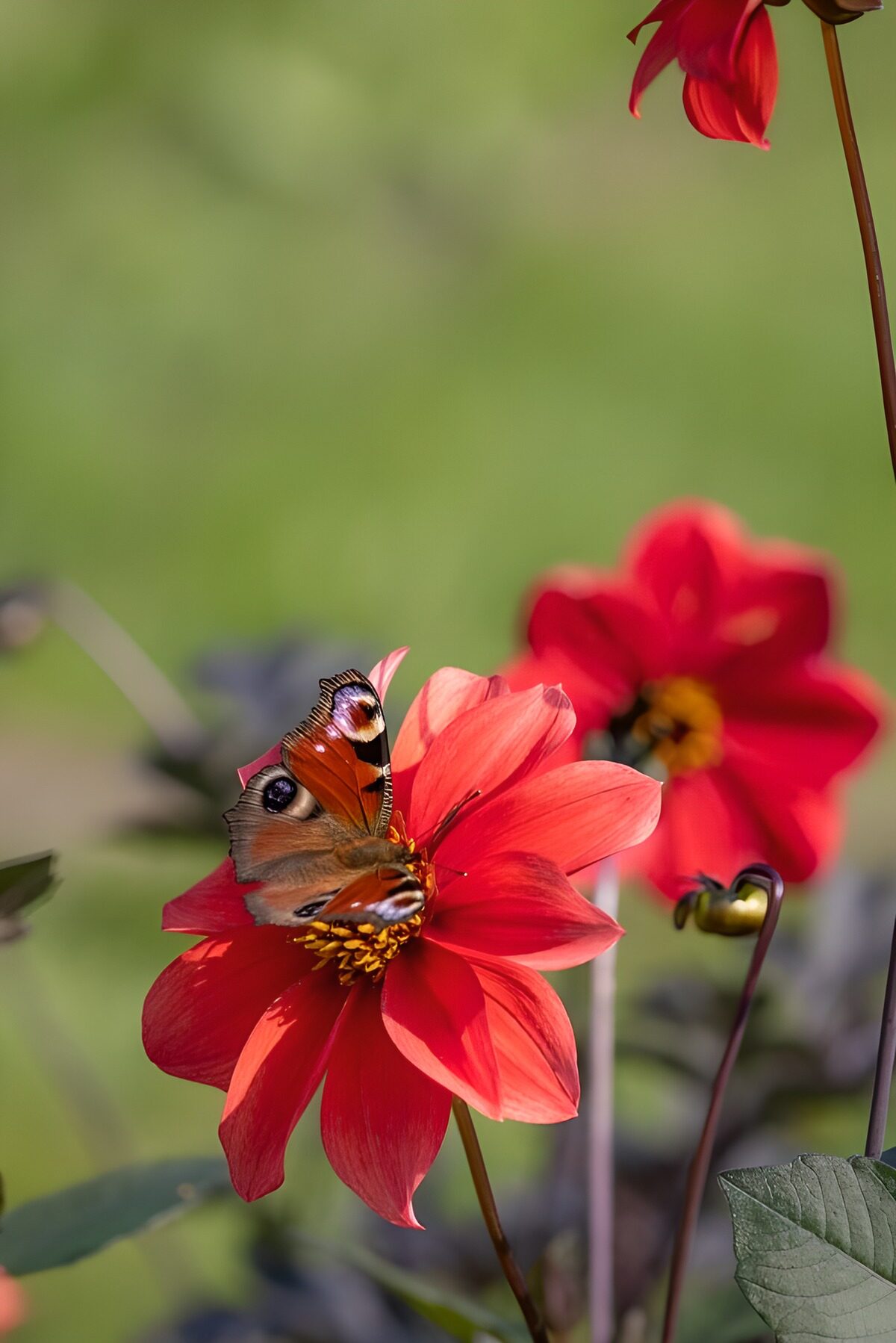 TPDE45638: Schmetterling auf roter Blüte