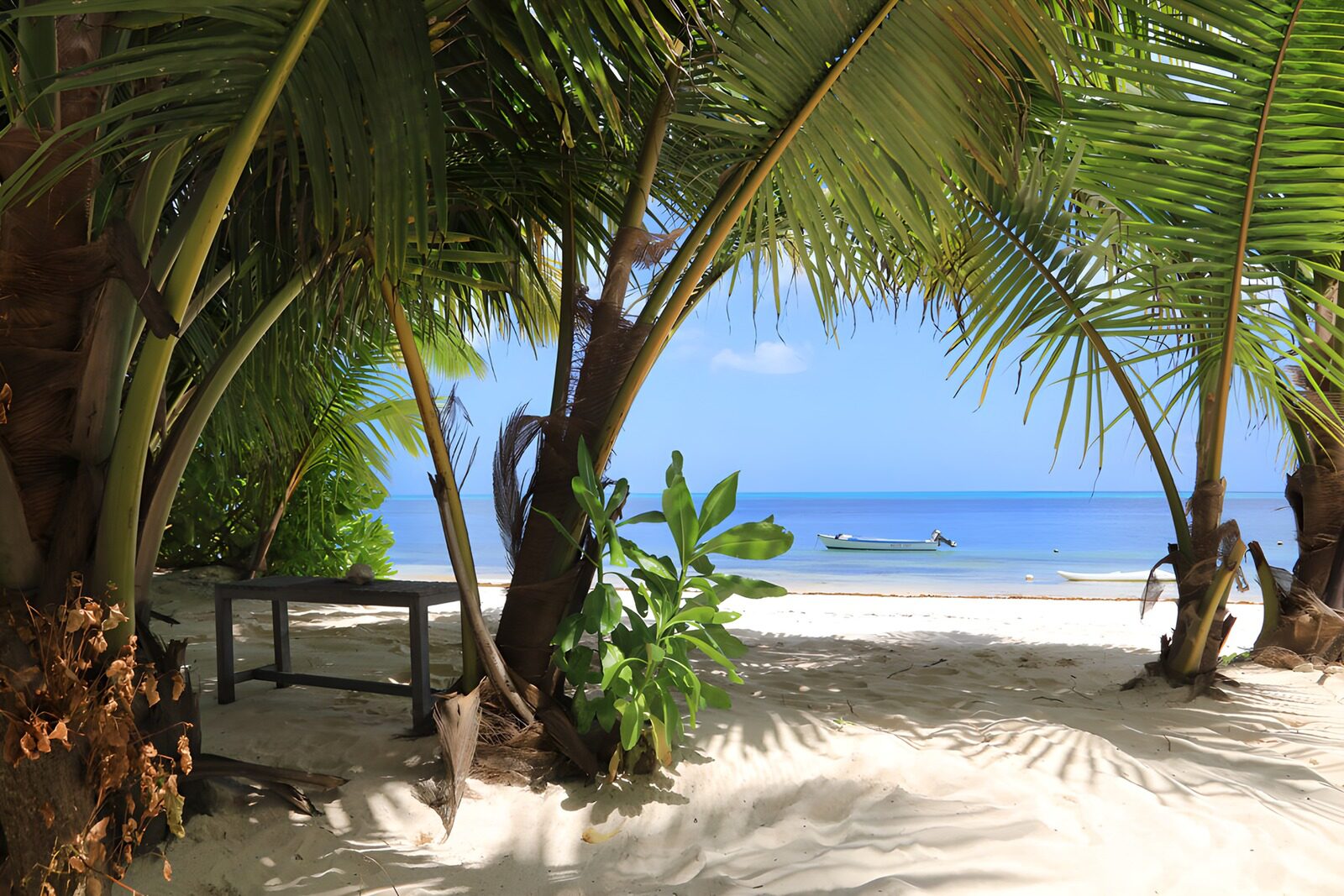 TPDE52589: Paradiesischer Strandblick unter Palmen