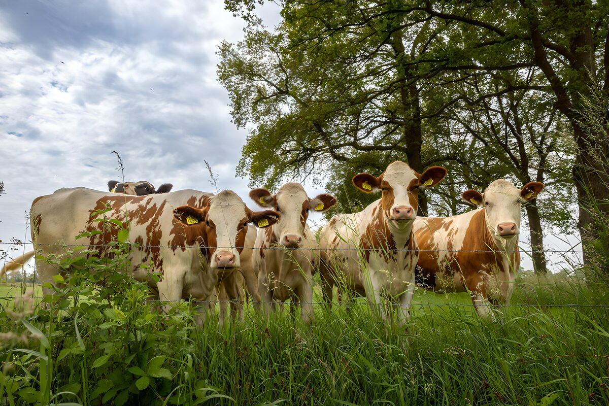 TPDE87501: Kühe auf der Weide in der Natur