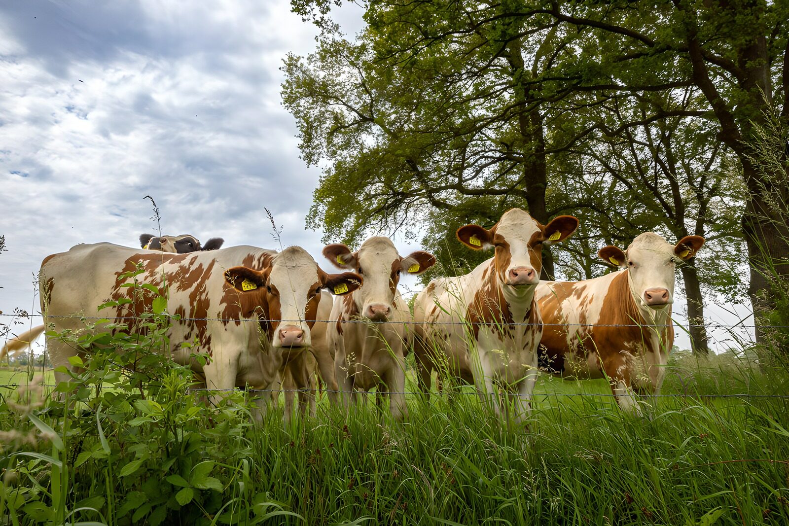 TPDE87501: Kühe auf der Weide in der Natur