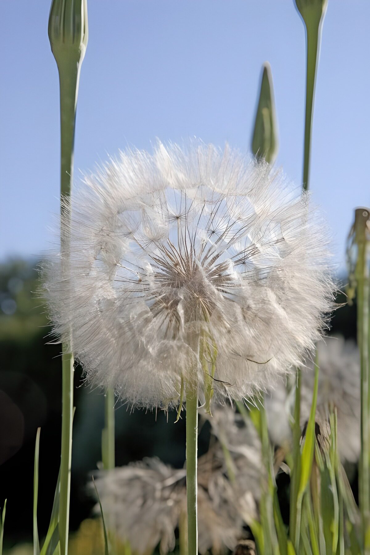 wundervoller Pappus
