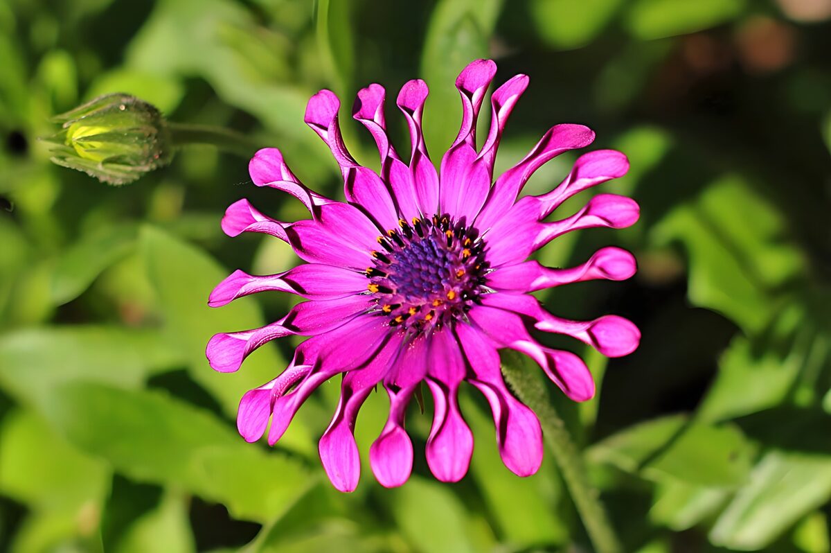 wunderschöne lilafarbene Blüte der Passiflora