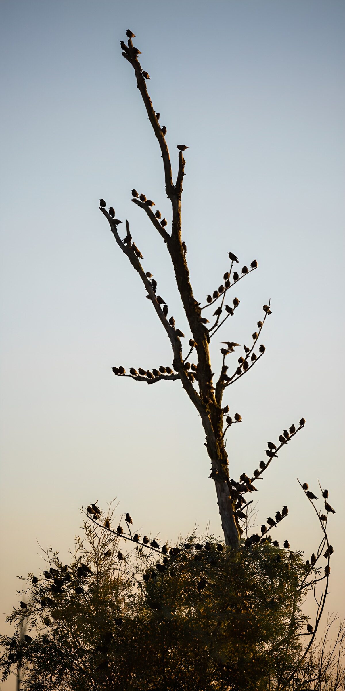 TPDE43927: Vögel auf einem Baum in der Abenddämmerung