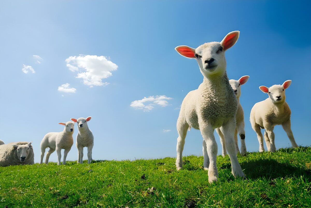 Schaf mit Lämmern im Gras