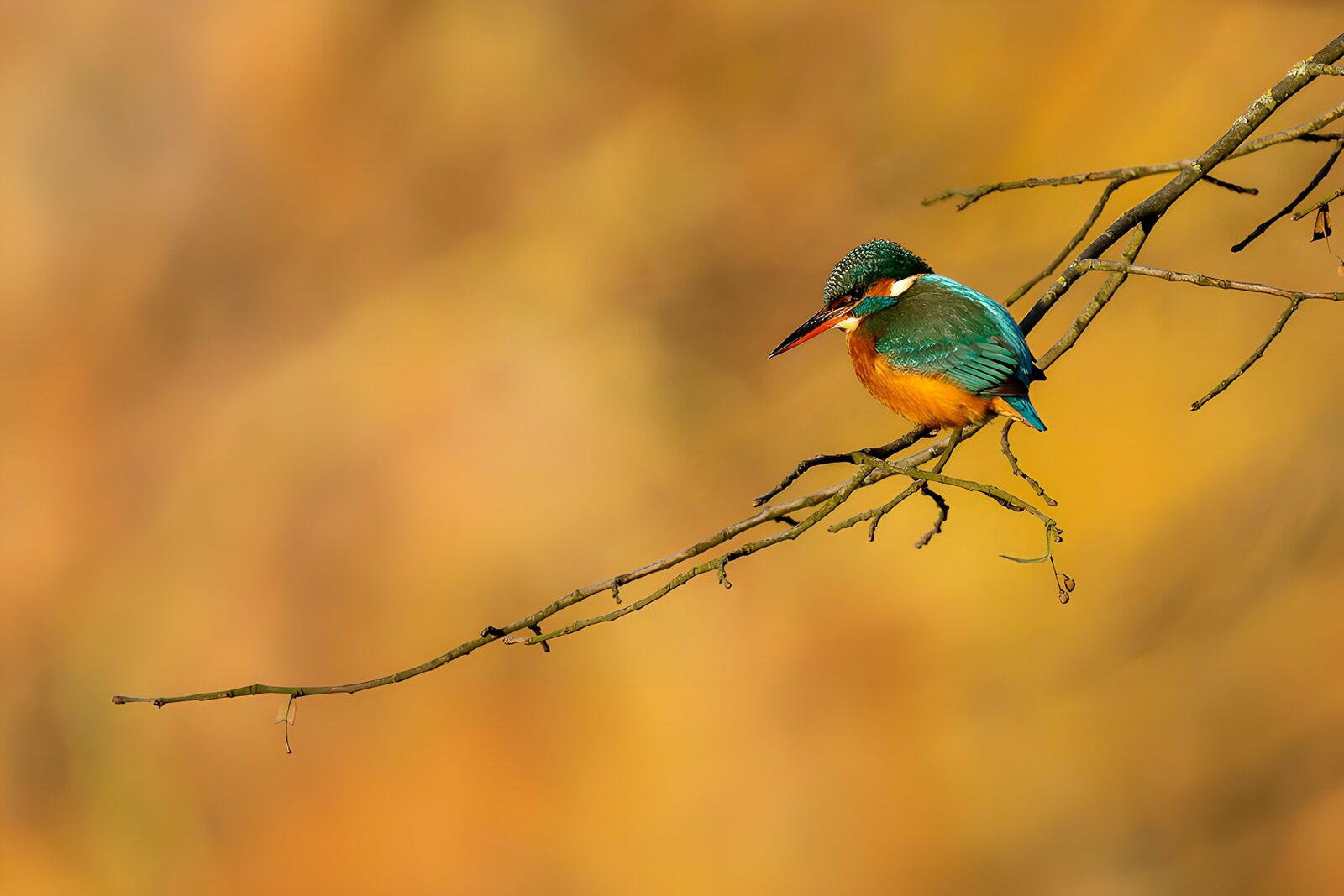 TPDE16620: Eisvogel auf einem Ast