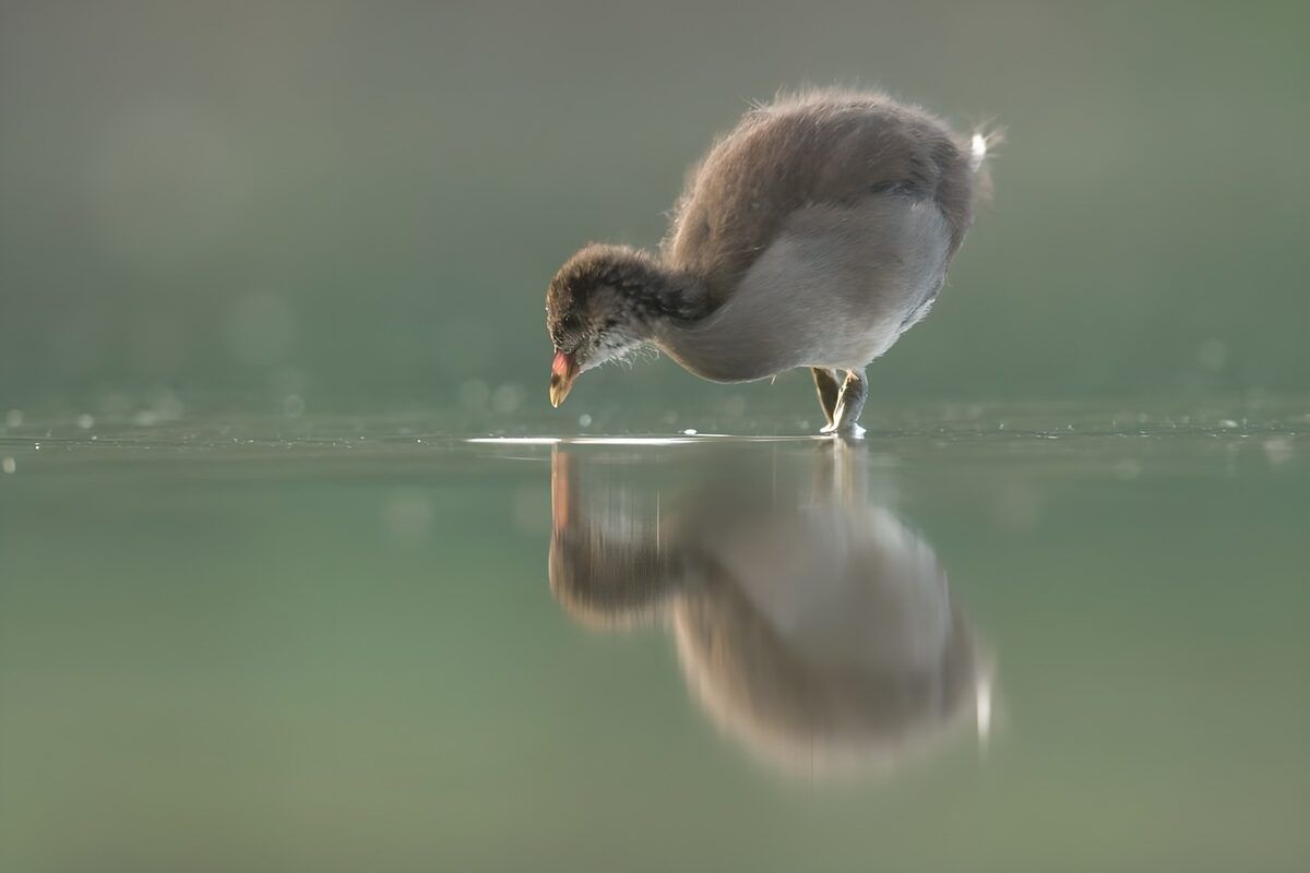 TPDE92697: das Junge eines Wasservogels