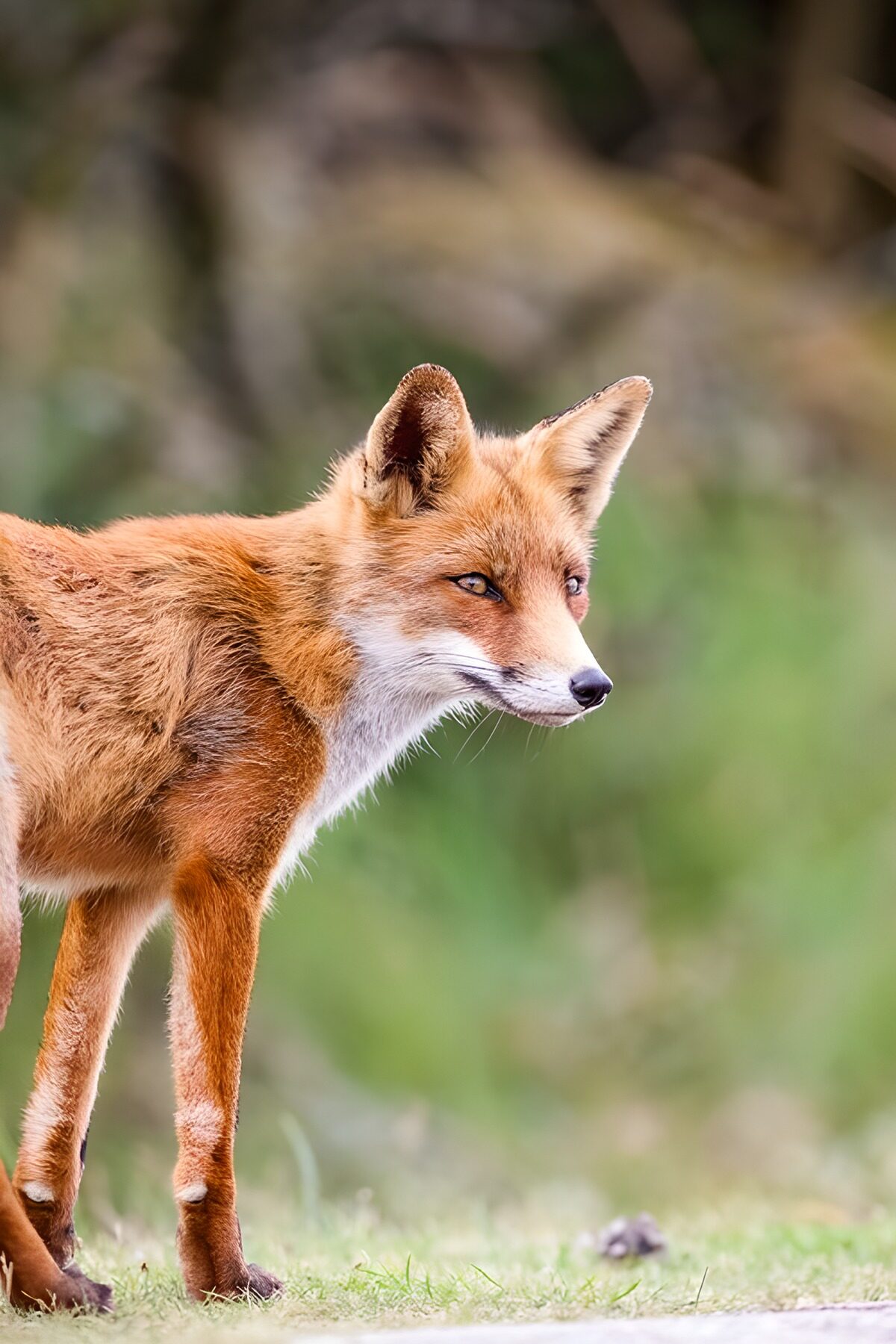 aufmerksamer Rotfuchs am Waldrand