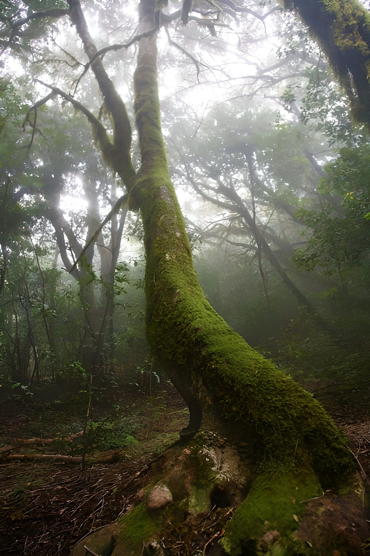 üppige Vegetation aufLa Gomera