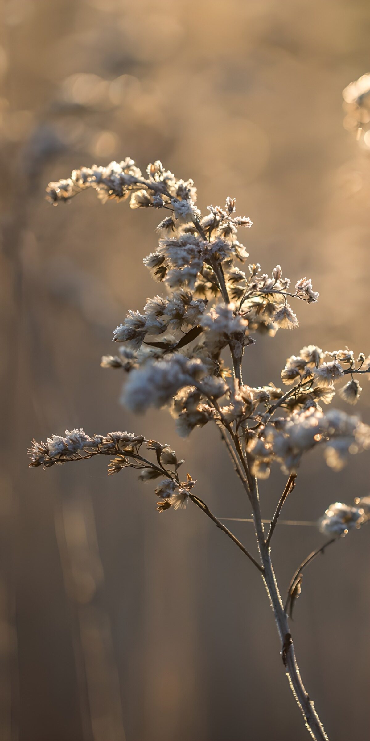 TPDE30582: Frostige Blüten im Morgenlicht