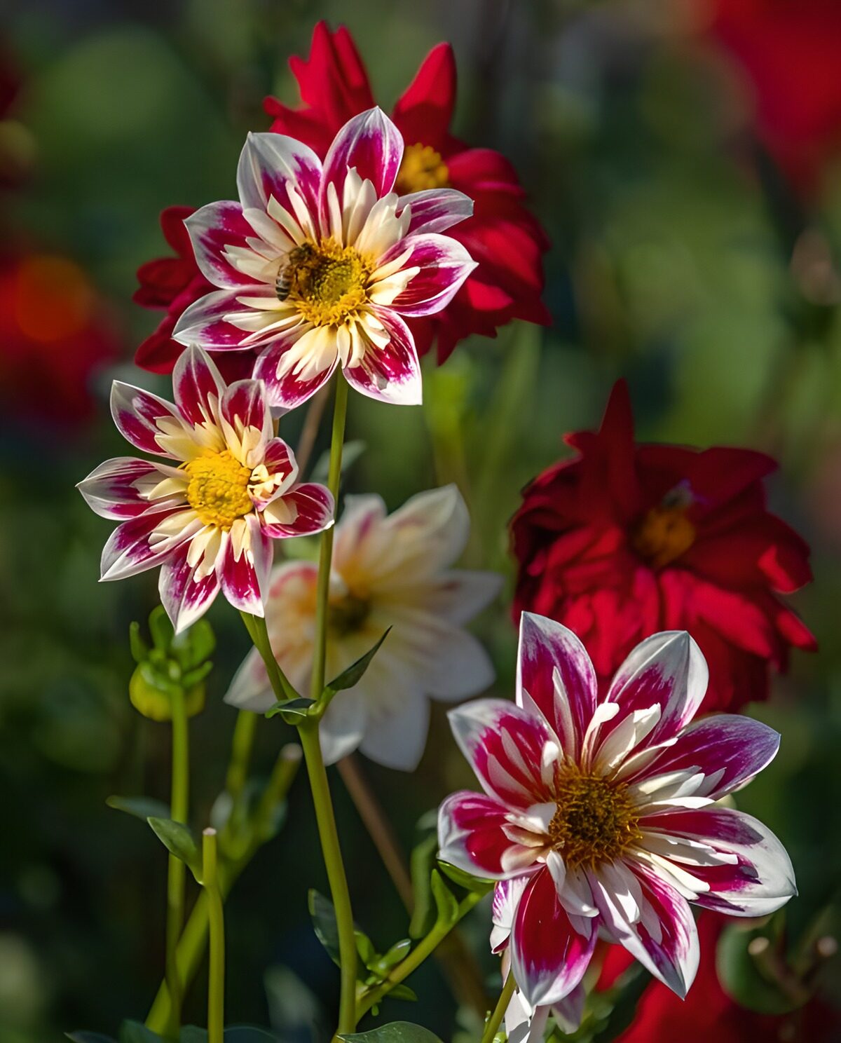 TPDE91144: Bunte Dahlien im Sonnenlicht