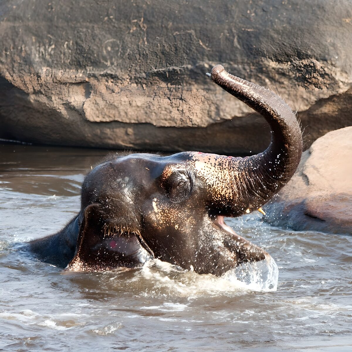 Elefant beim Baden