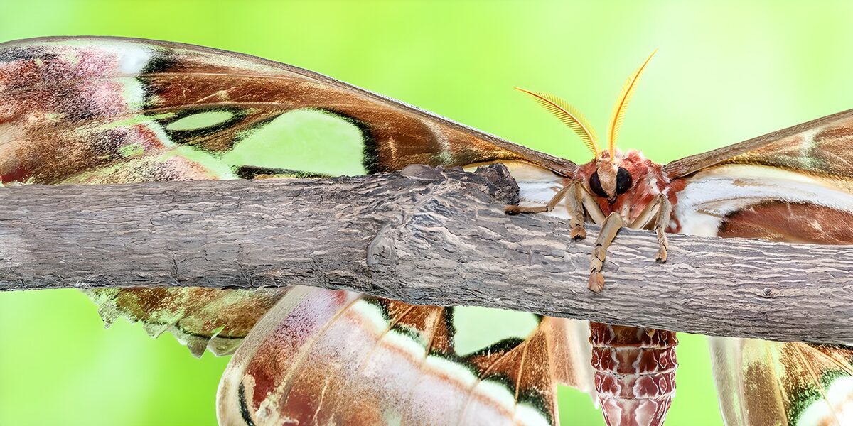 Atlasschmetterling auf einem Ast