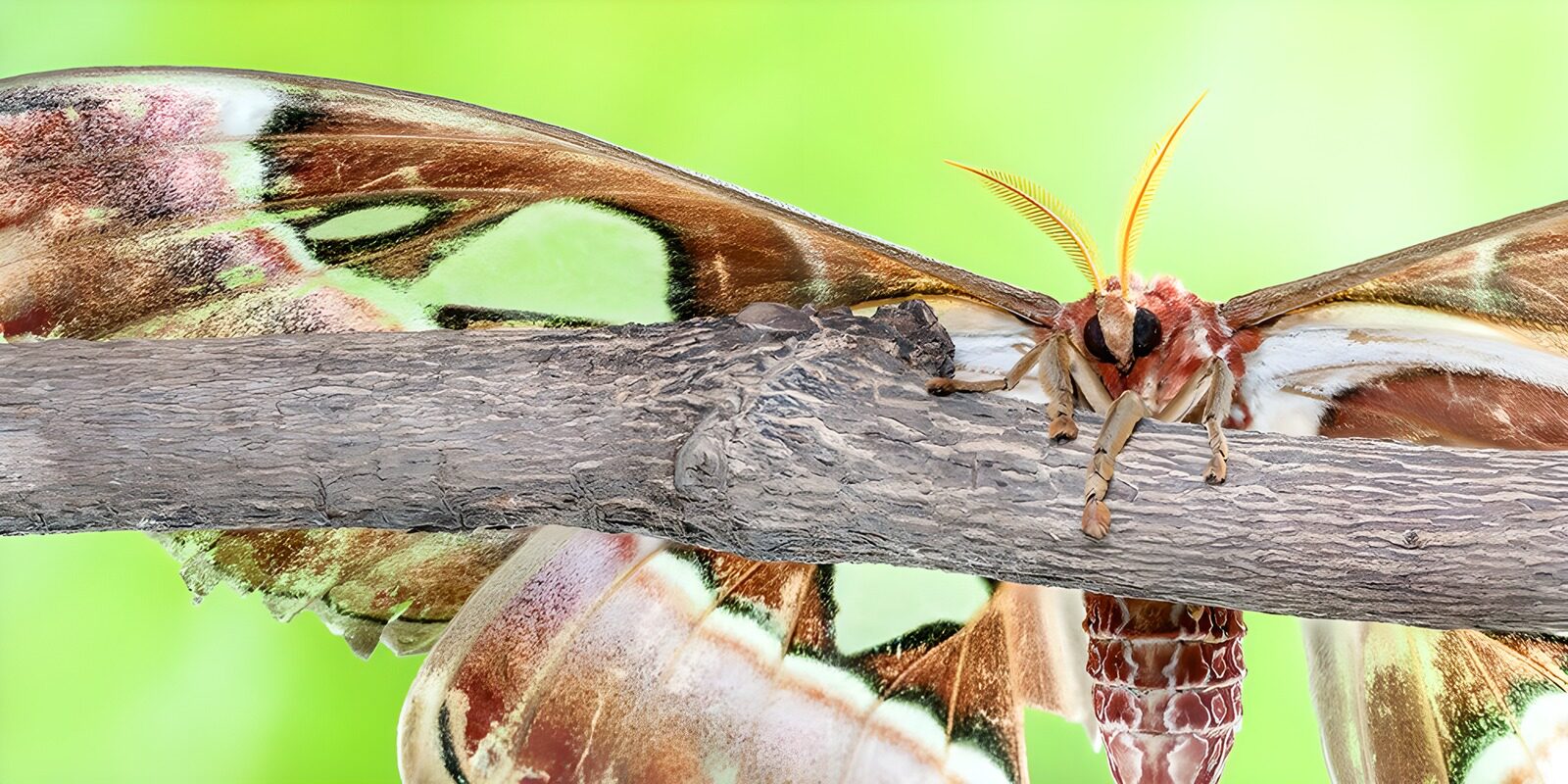 TPDE37993: Atlasschmetterling auf einem Ast