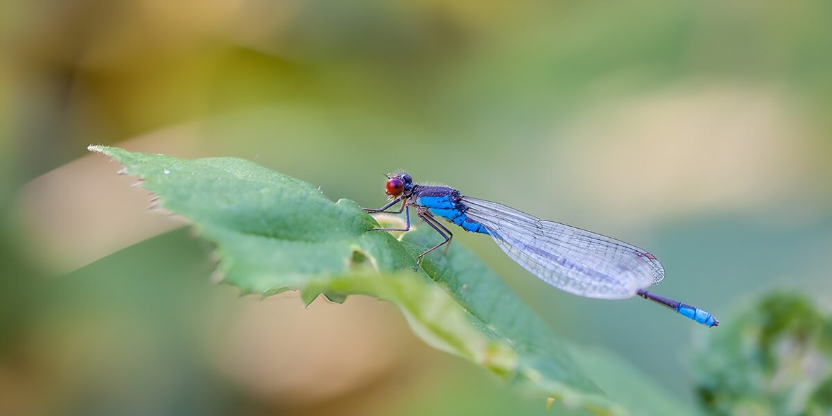 TPDE76273: kleiner, blauer Wasserjungfer auf einem grünen Blatt