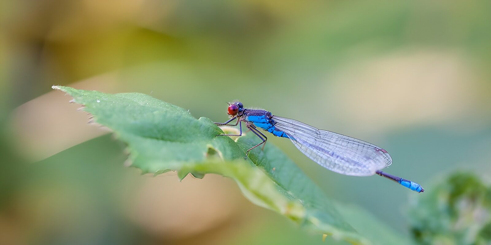 TPDE76273: kleiner, blauer Wasserjungfer auf einem grünen Blatt