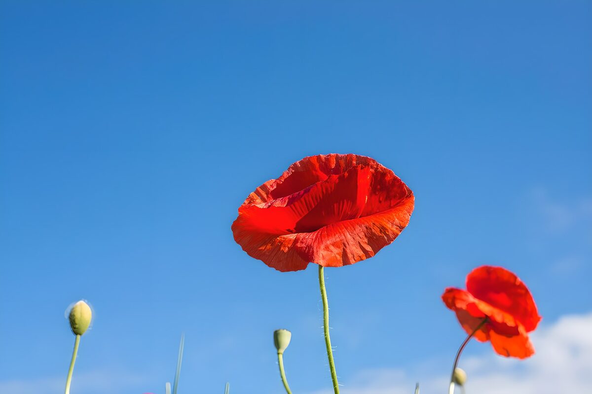 Klatschmohn erhebt sich gen  blauen Himmel