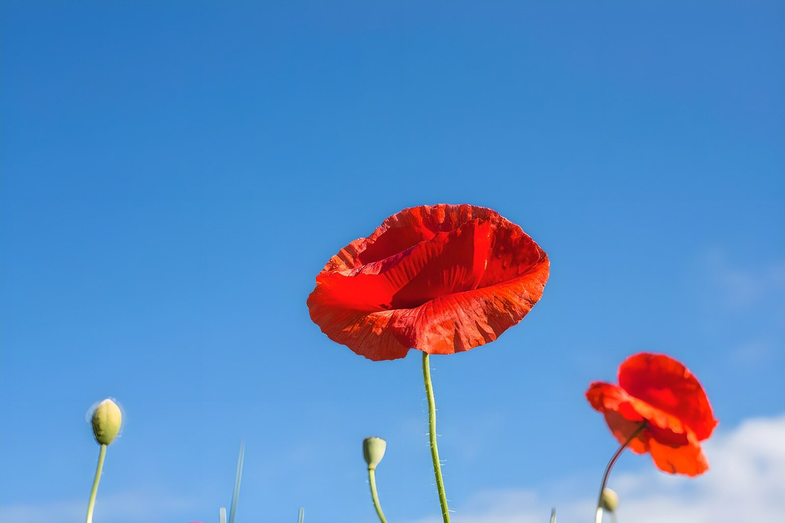 TPDE53365: Klatschmohn erhebt sich gen  blauen Himmel