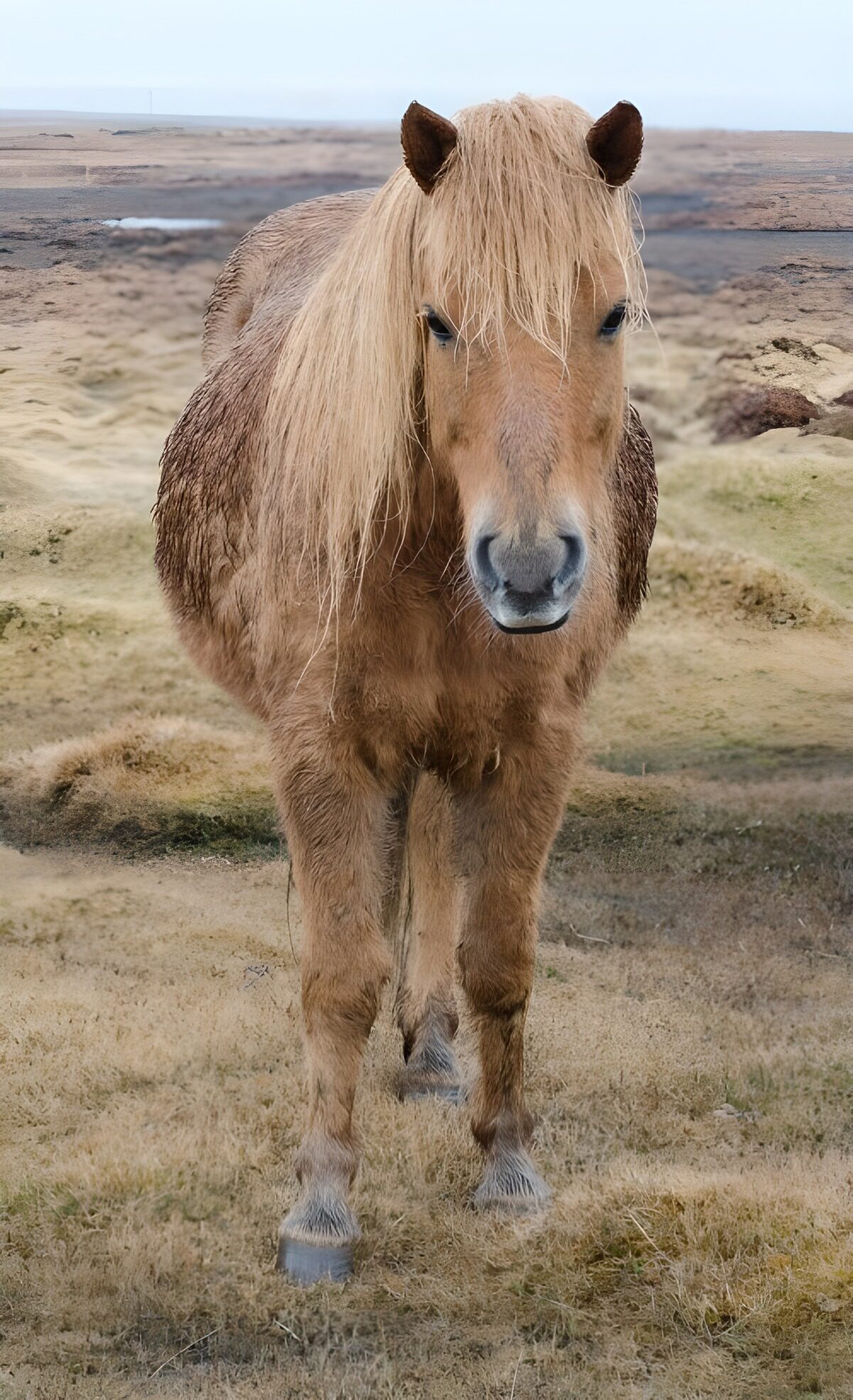 TPDE24667: ein Pferd auf der Lüneburgerheide