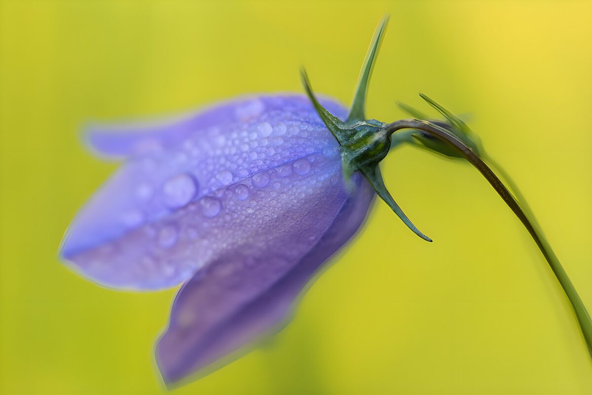 TPDE37828: Veilchenblüte mit Tautropfen
