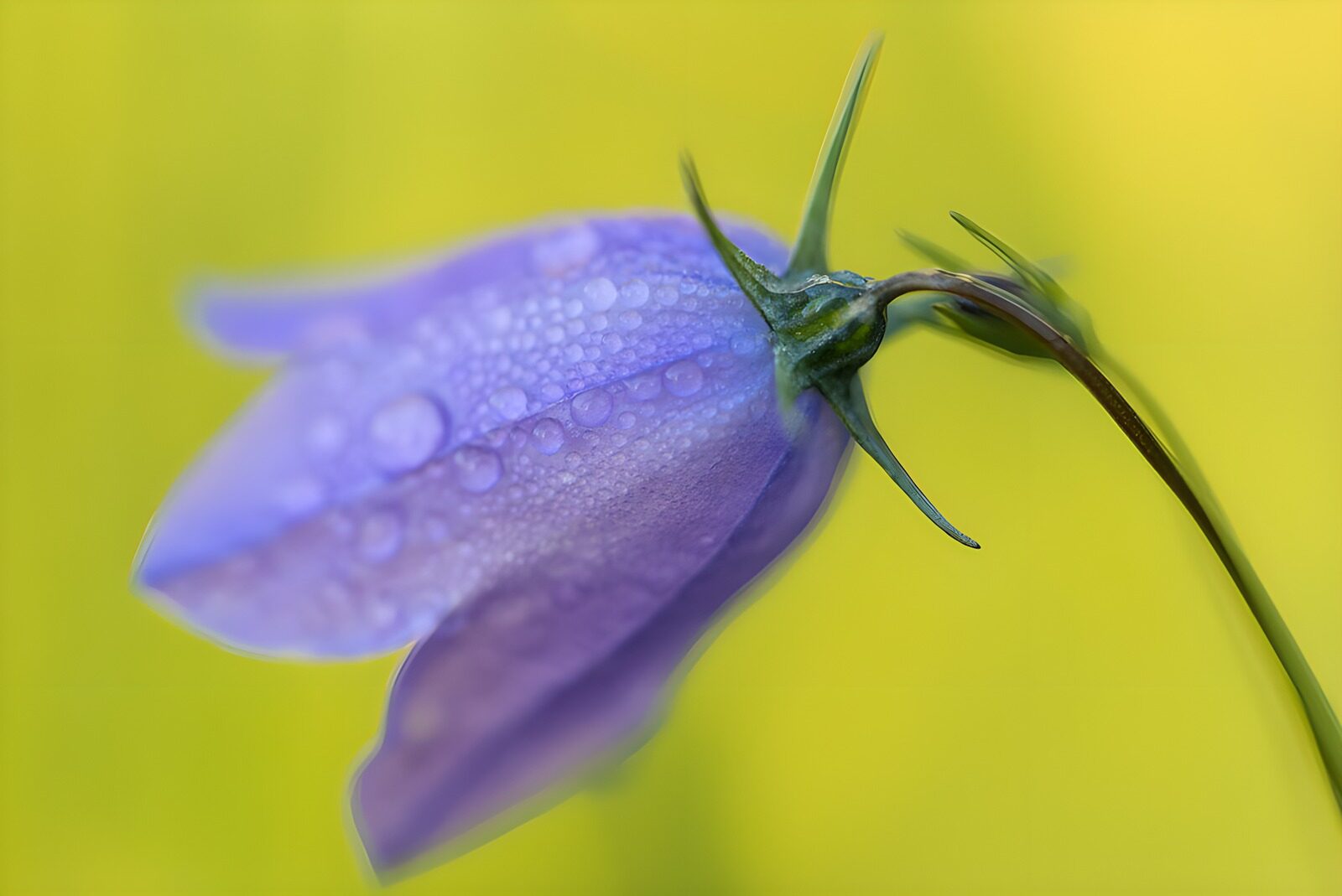 TPDE37828: Veilchenblüte mit Tautropfen
