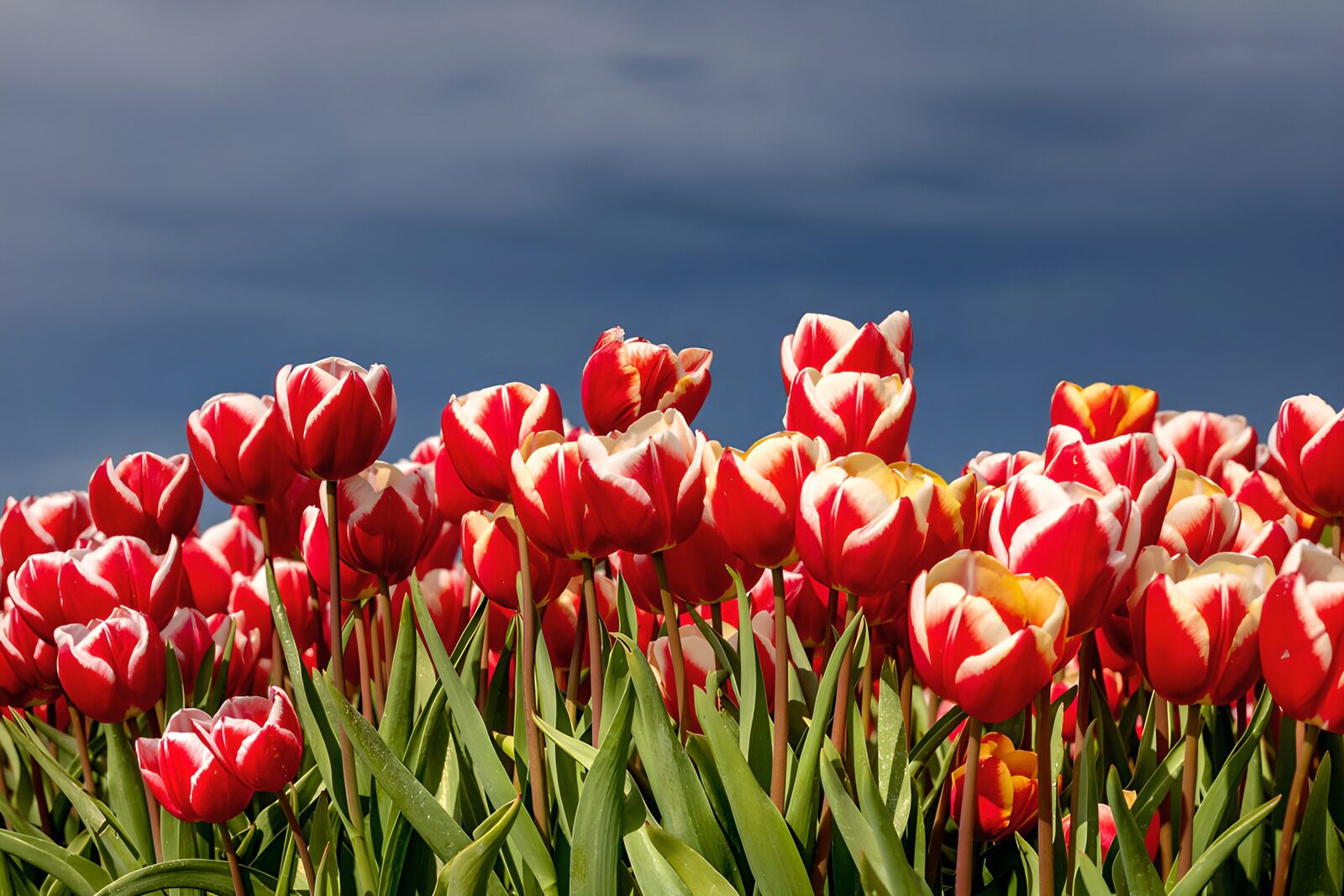 TPDE61589: Strahlende rote Tulpen unter dunklem Himmel