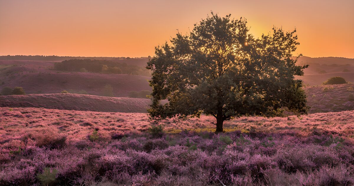Sonnenuntergang über der Heide