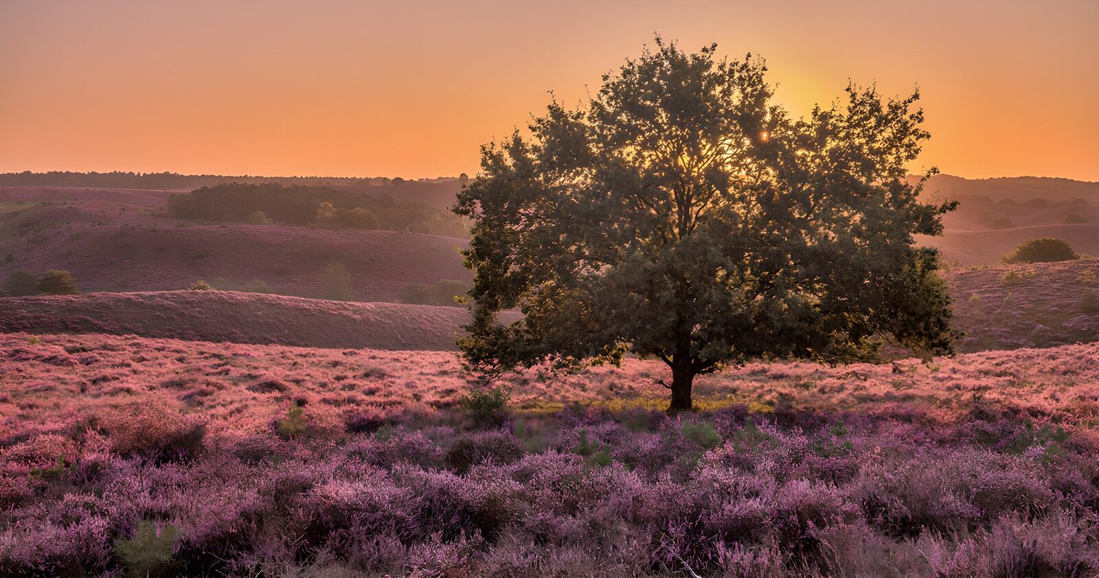 TPDE51092: Sonnenuntergang über der Heide