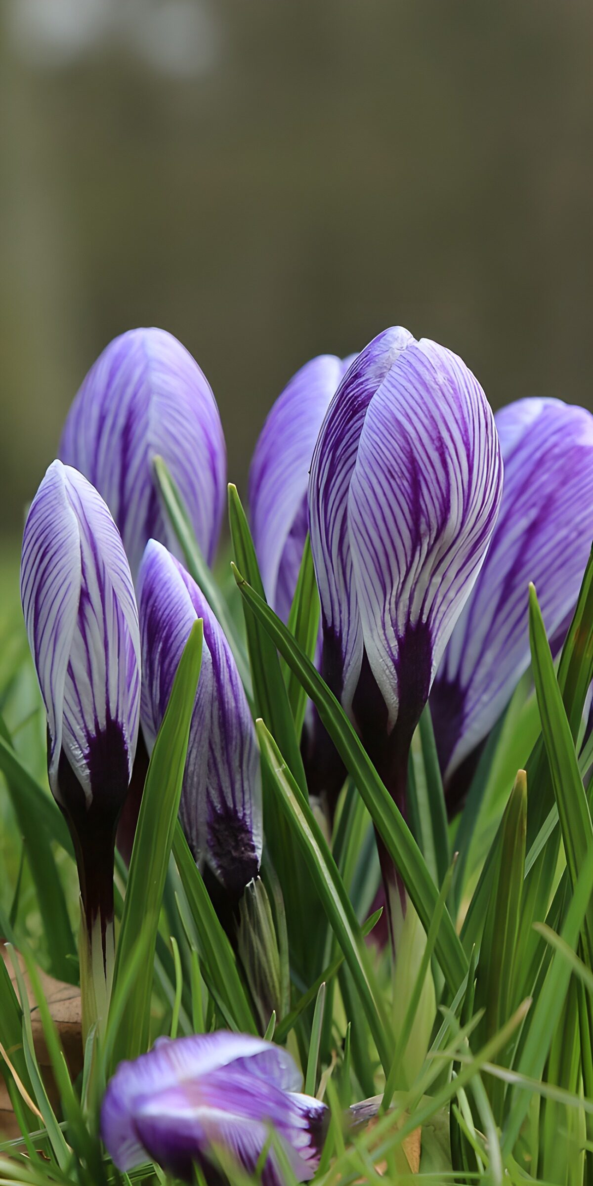 TPDE58226: Frühlingserwachen mit Krokussen