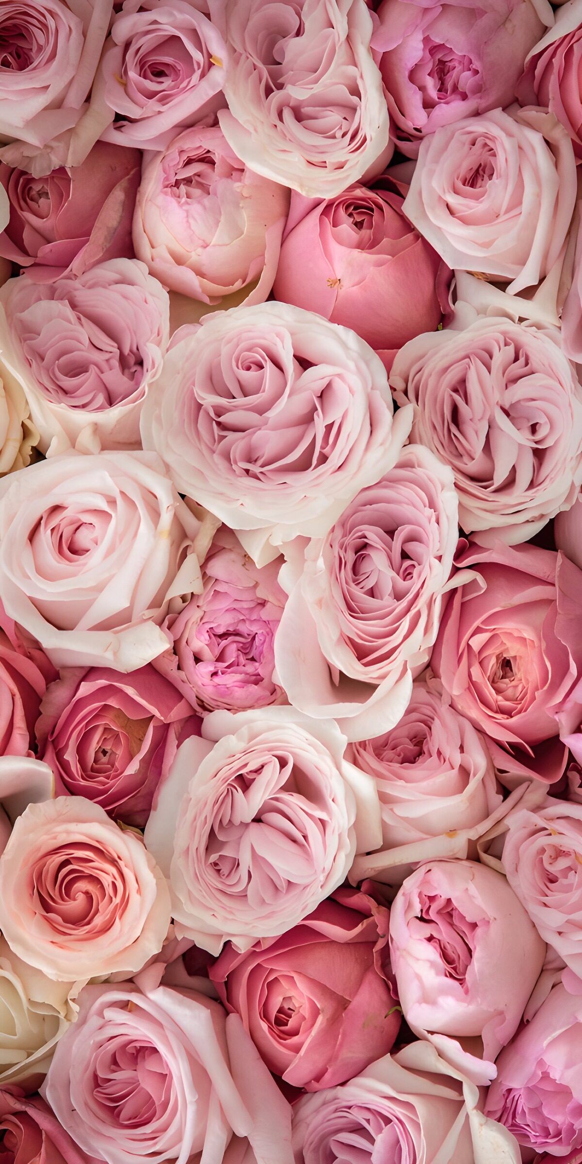 TPDE20940: Zarte Rosen in sanften Rosa-Tönen